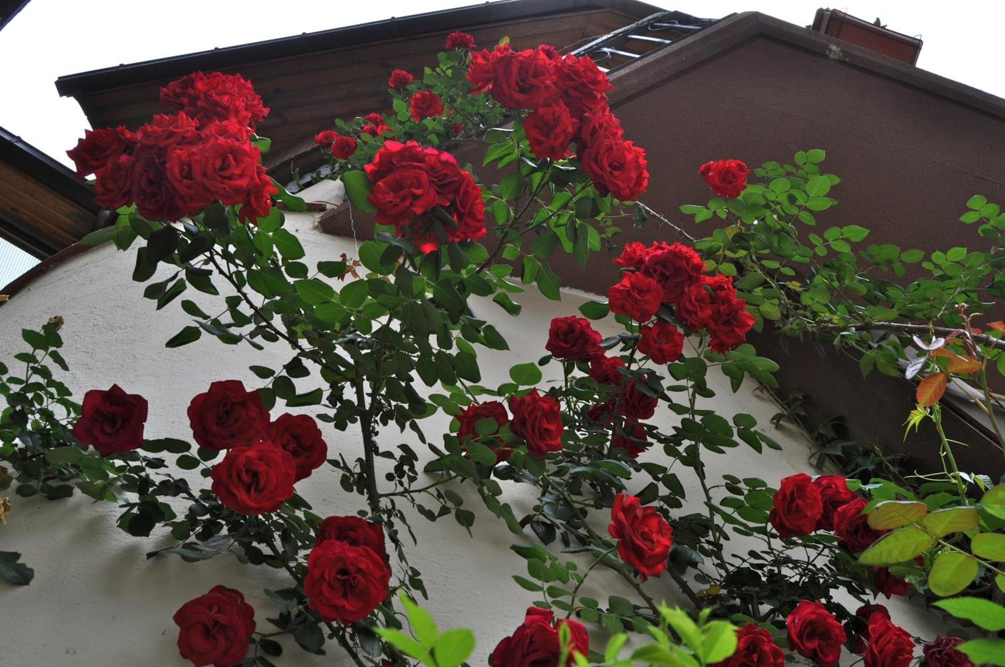 Hosteria Catalana Bossost Buitenkant foto